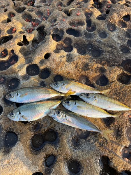アジ釣れてます❗️
