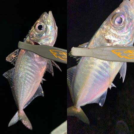 アジング1時間勝負