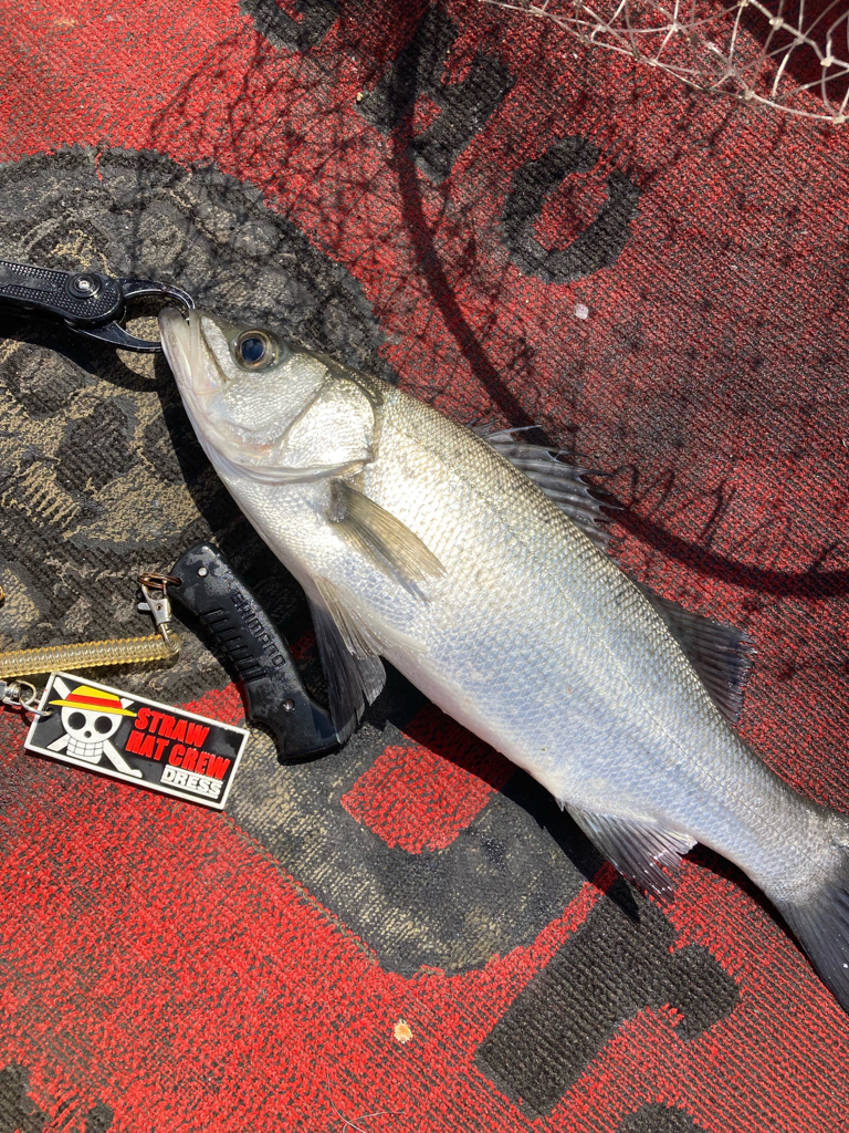 キャスティング