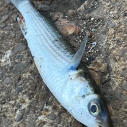 イナッコの大群に邪魔されて