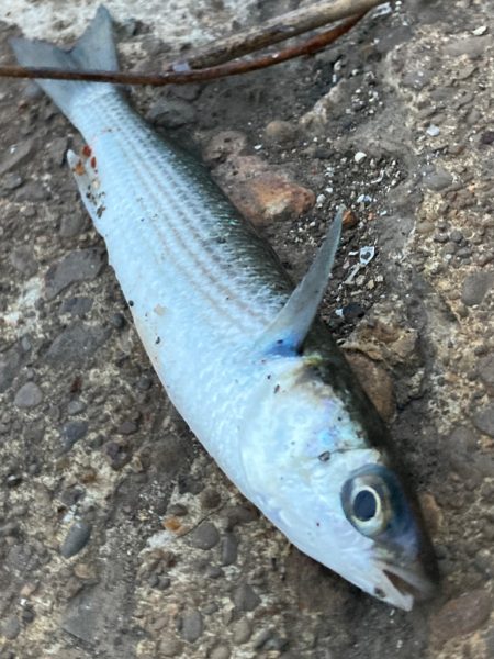 イナッコの大群に邪魔されて