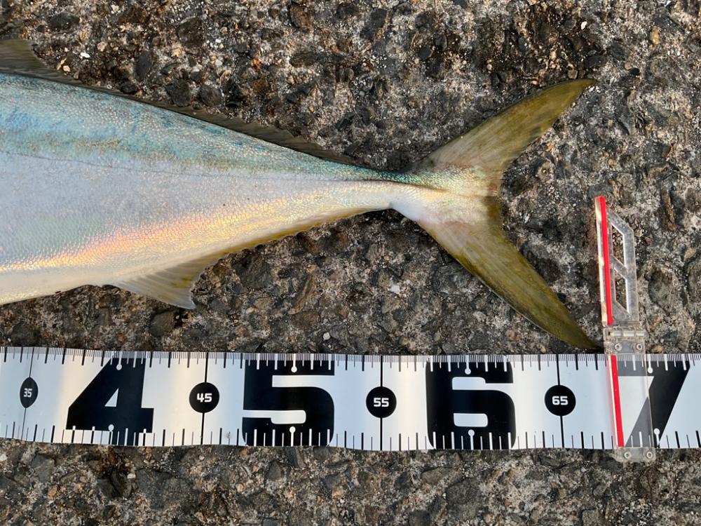 初大蔵海岸!今年初青物!!