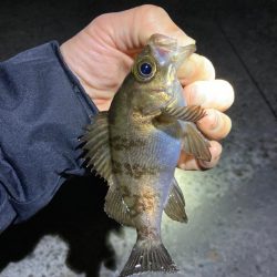 漁港で数釣りメバリング