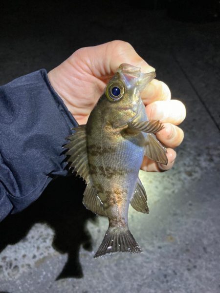 漁港で数釣りメバリング