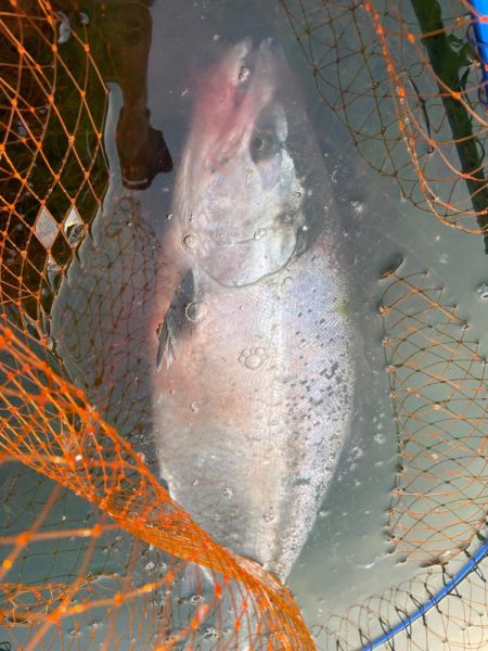 北海道サクラマス釣行(日本海)