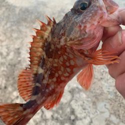 ショアジギング　時々　ガシリング