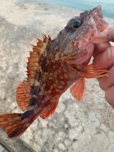 ショアジギング　時々　ガシリング