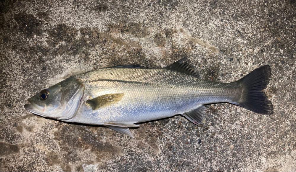 バチ抜けシーバスフィッシング