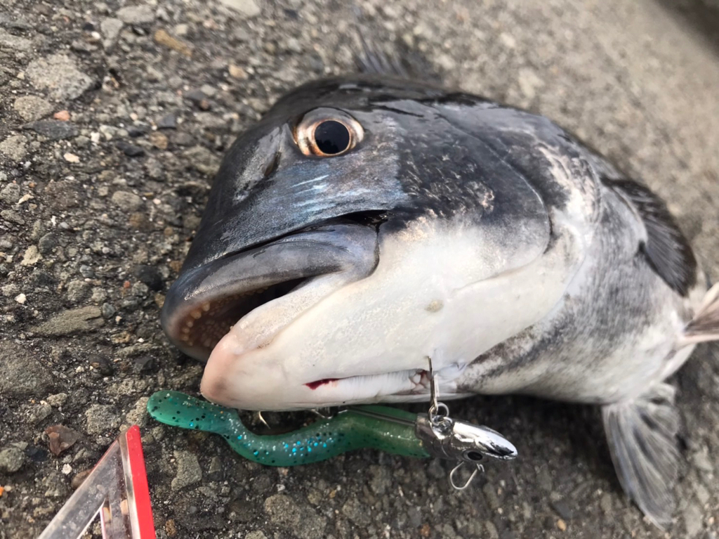 最後の最後におチヌ様