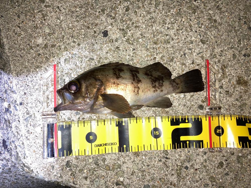 【メバリング】フロートメバリング