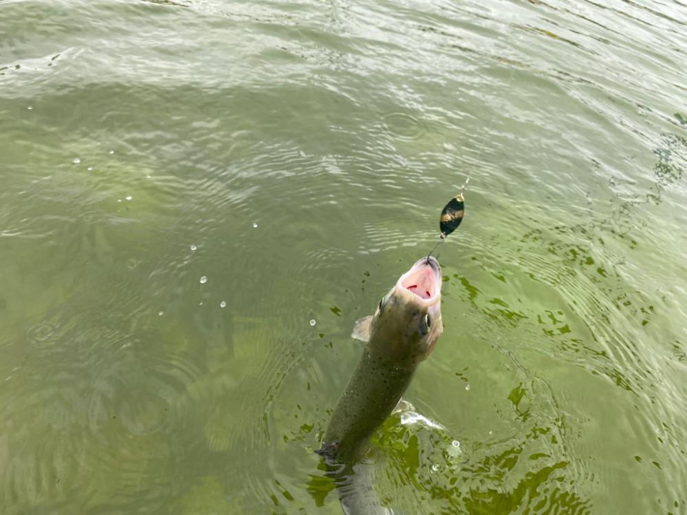 京都亀岡市　かめプー　最高