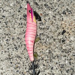 コウイカ狙いのエギング