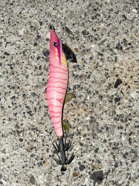 コウイカ狙いのエギング