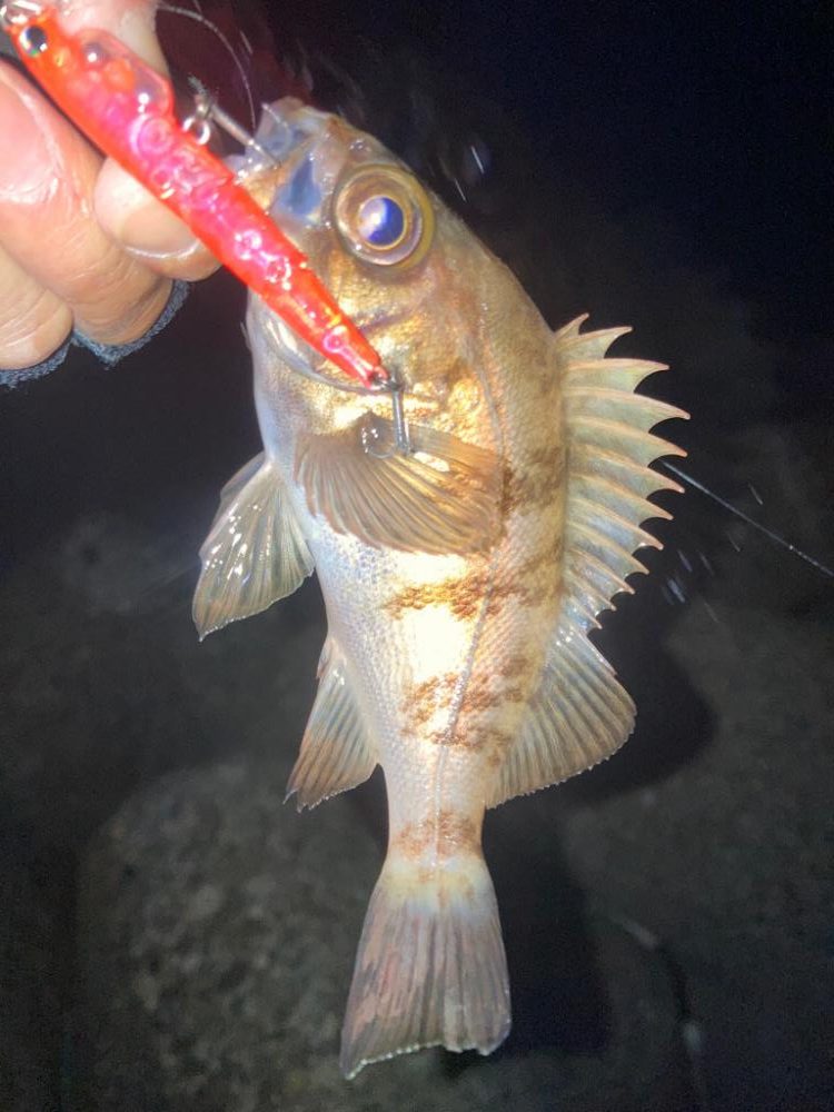 2022ライトゲーム第12戦