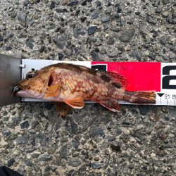 爆風(やばい)アジング