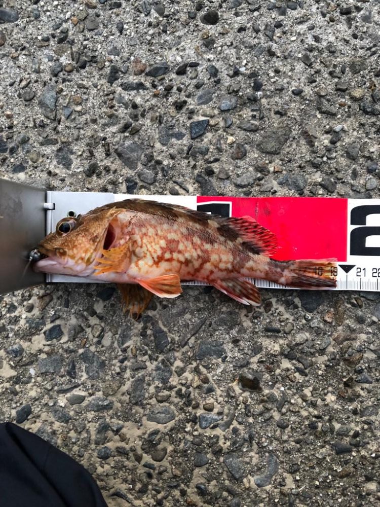 爆風(やばい)アジング