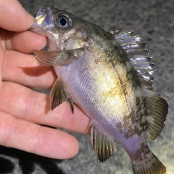 明石でメバル
