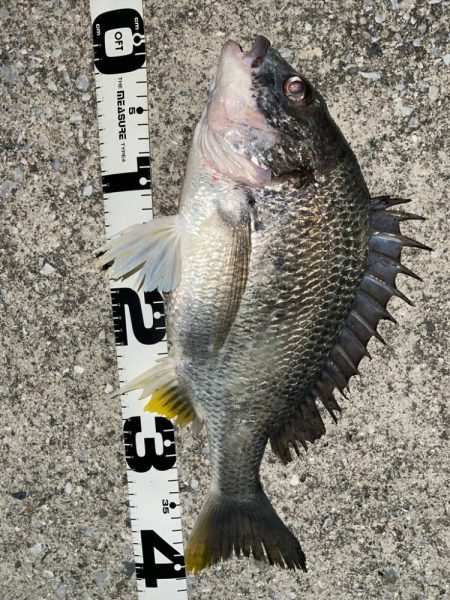 バチ抜けでチヌ3連発