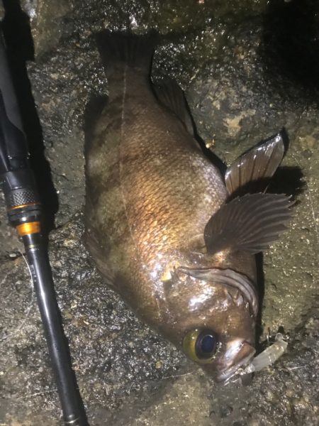 久しぶりの良い釣りでした