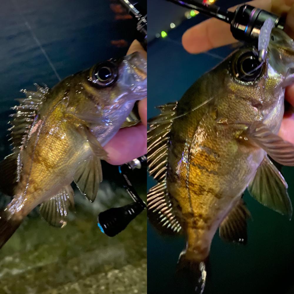 夕まずめチャレンジ