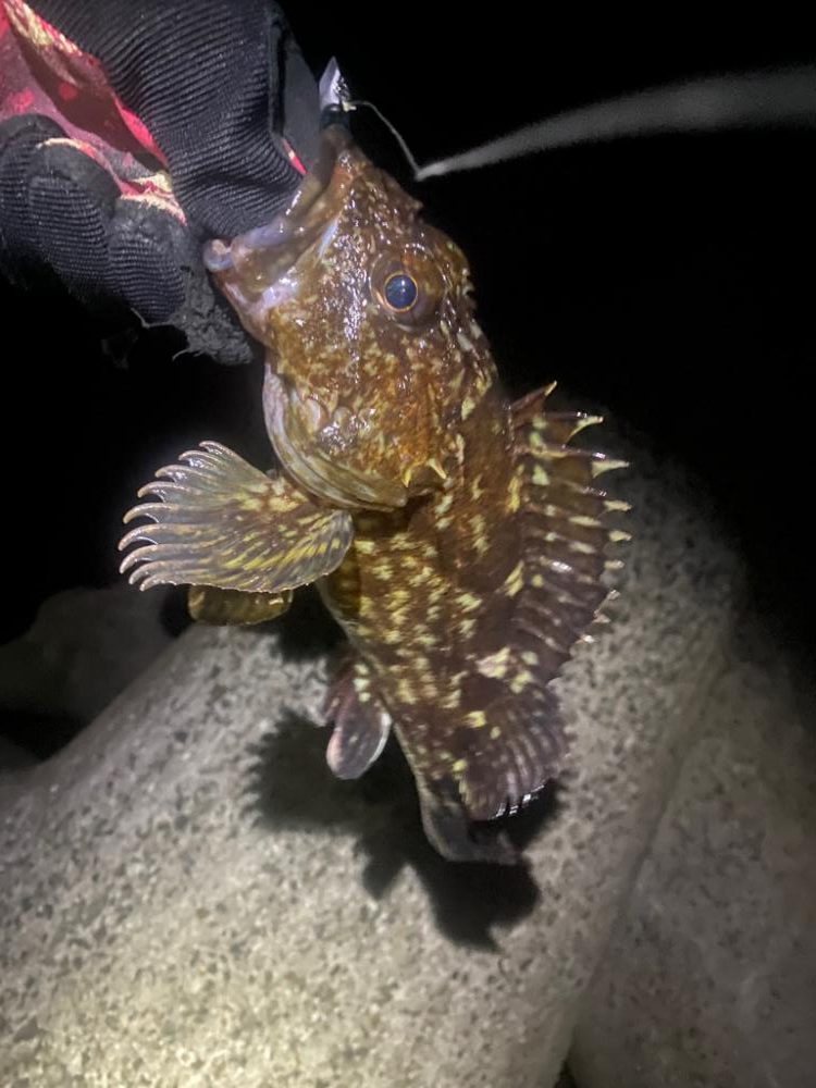 ナイトヒラメ＋ナイトガシラ