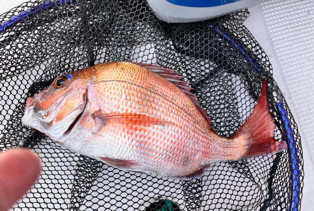 五目釣りになりました