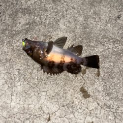 爆風の中メバリング