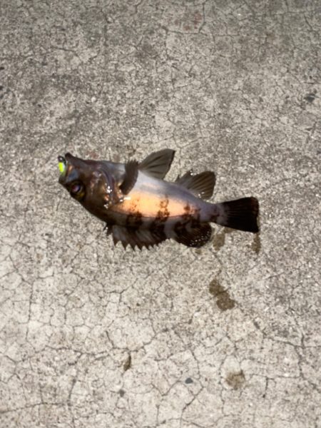 爆風の中メバリング