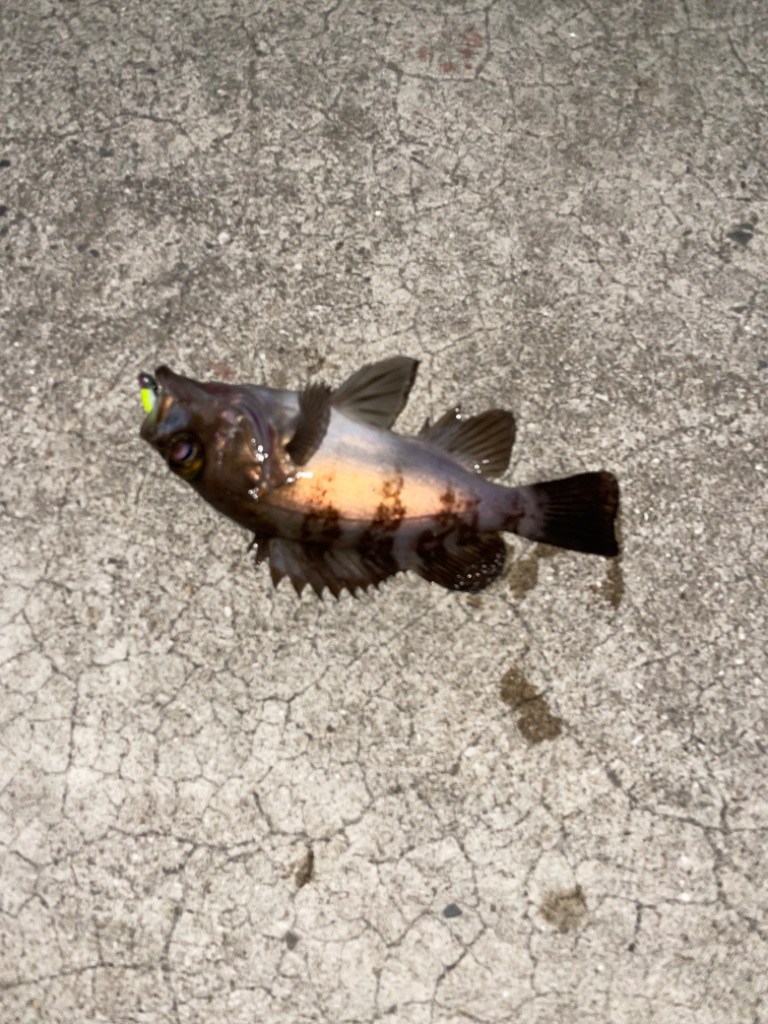 爆風の中メバリング