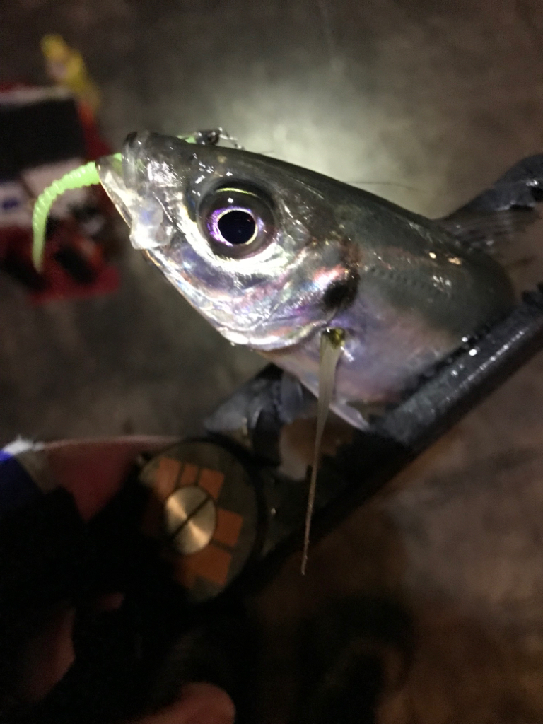 ユウマヅメアジングは