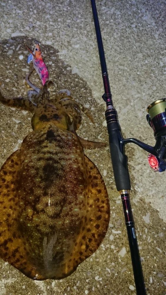 対馬エギング釣果……42