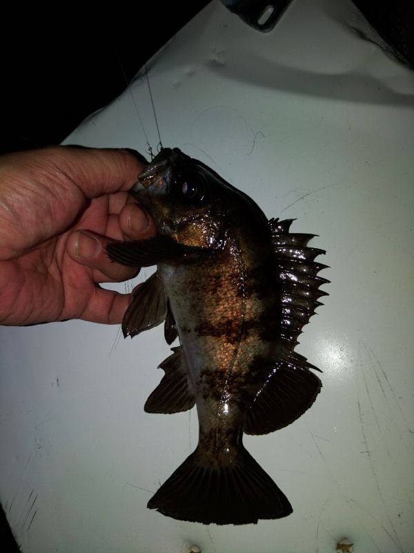 フロートゲーム~