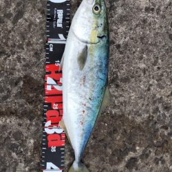 ショアプラッキング