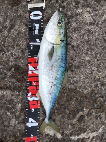 ショアプラッキング