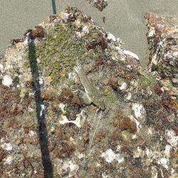 再びキス釣りへ