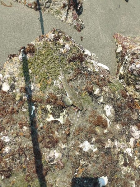 再びキス釣りへ