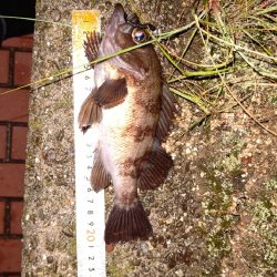 淡路でメバリング