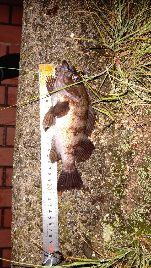 淡路でメバリング