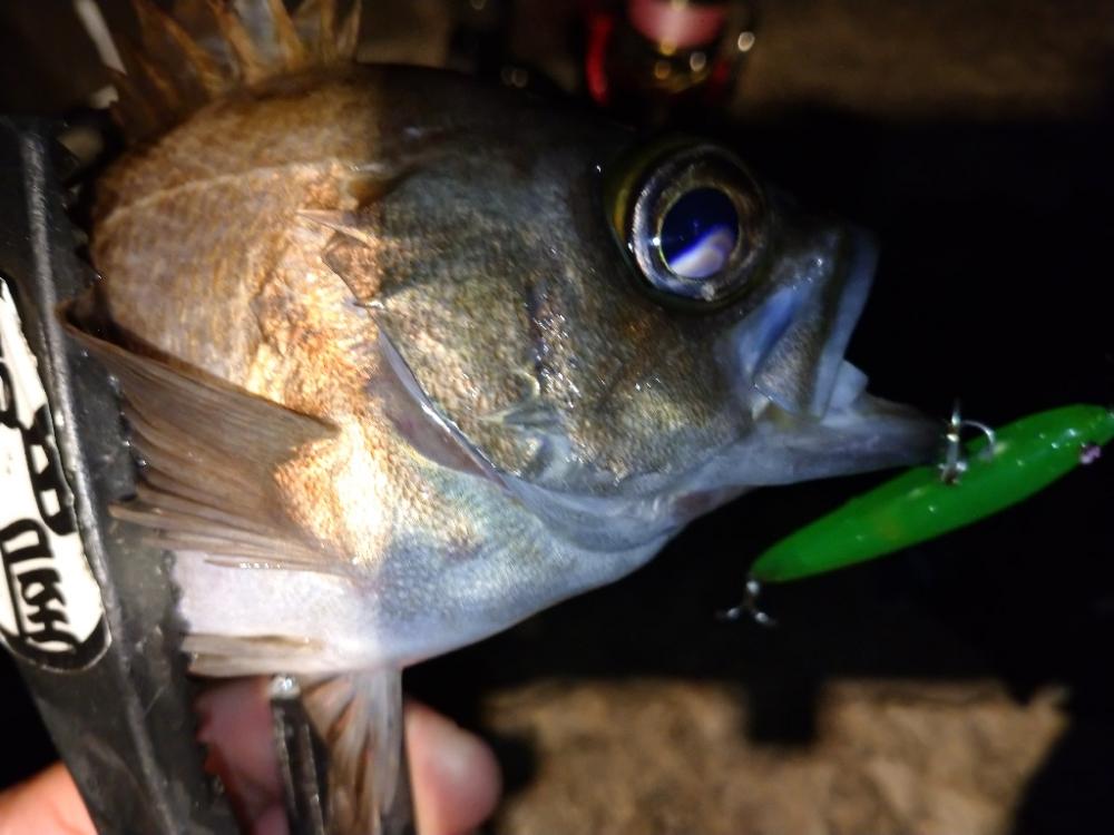 メバルプラッギング