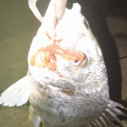 シーバス釣り 雰囲気とても良い