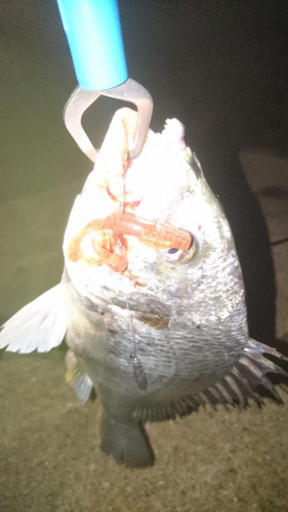 シーバス釣り 雰囲気とても良い