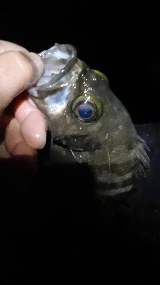 メバル行ってきたよ!