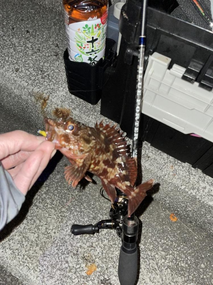 ショアジギング厳しく、ライトゲーム楽しく