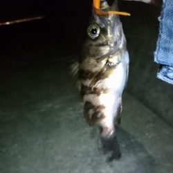 前日の釣果情報をみて・・・