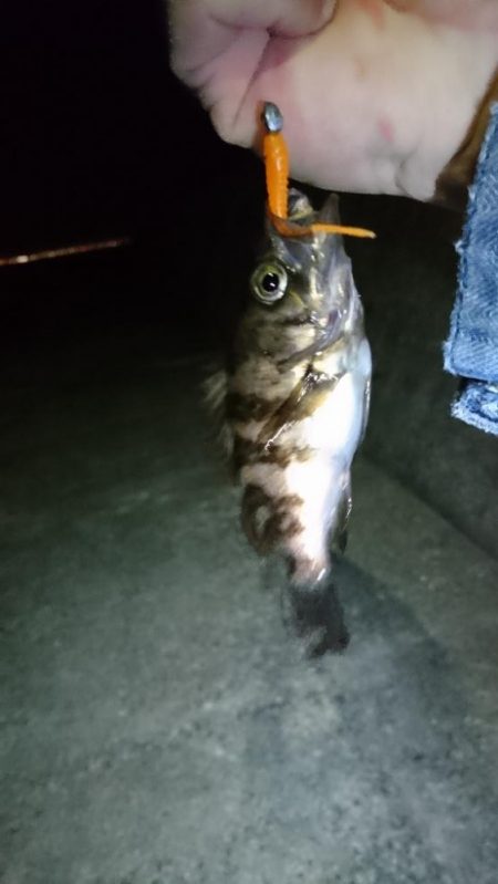 前日の釣果情報をみて・・・