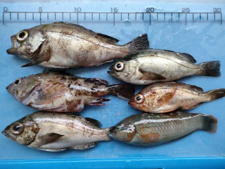 深日漁港 エビ撒きメバル