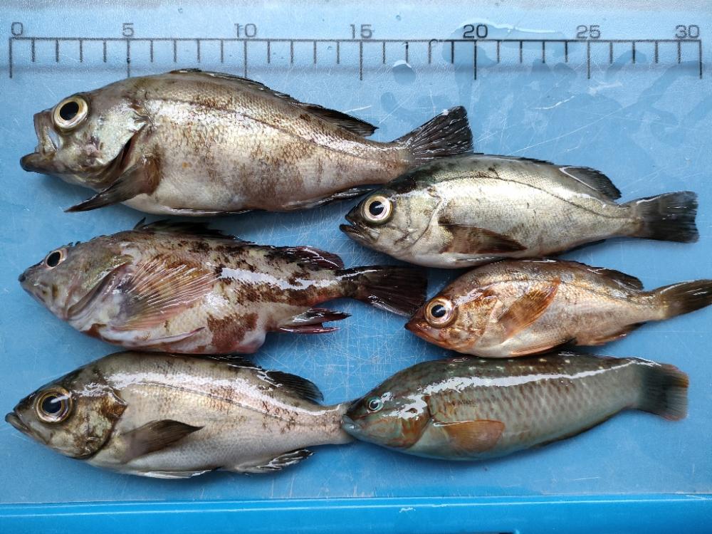 深日漁港 エビ撒きメバル