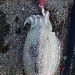 コウイカエギング