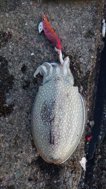 コウイカエギング