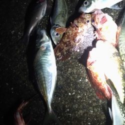 4/24釣果 ずっと雨でした